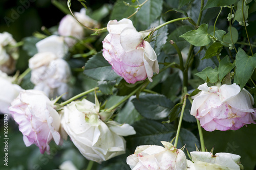 rose pink tender blossom, floral background, summer backdrop