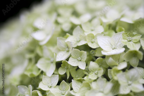 hydrangea white green tint closeup flower, floral background, summer backdrop