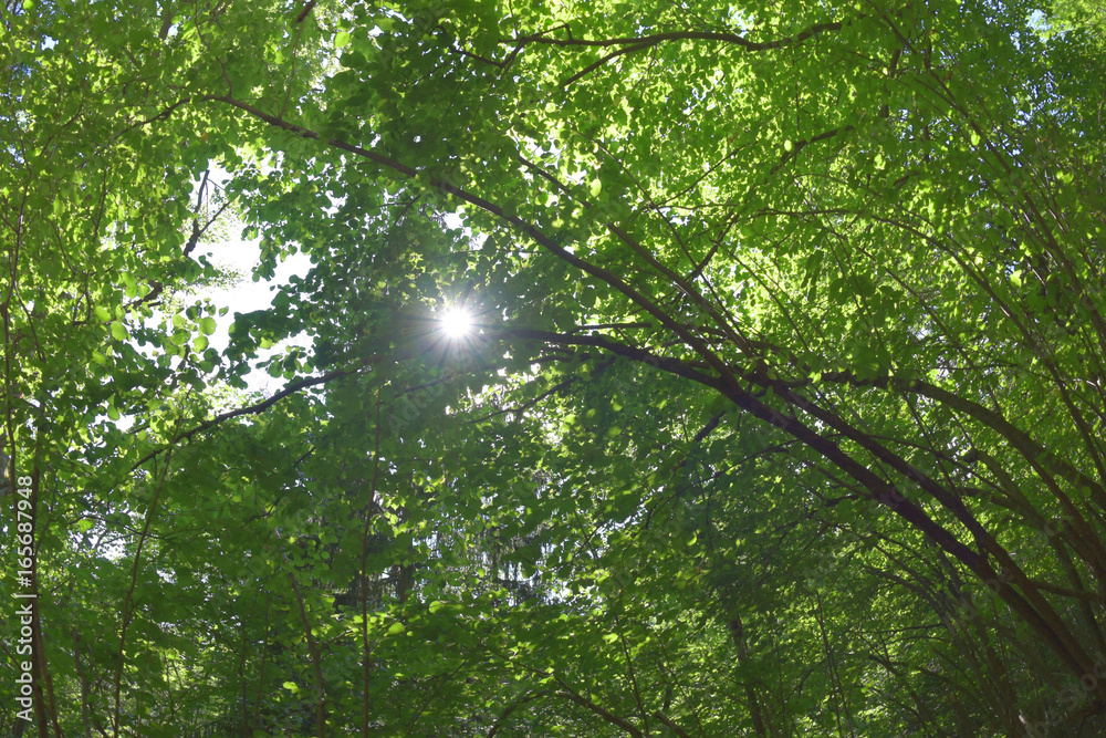 Fototapeta premium Wald mit Sonne