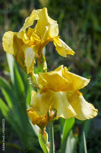 Fototapeta Naklejka Na Ścianę i Meble -  Yellow iris flower in the garden