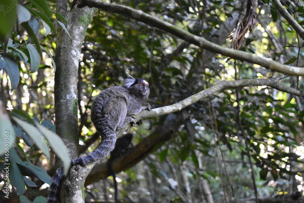 Fototapeta premium Ouistiti