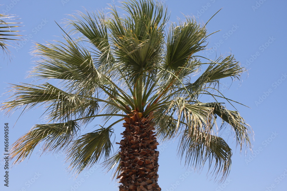 Naklejka premium Close up of palm tree against a clear blue sky