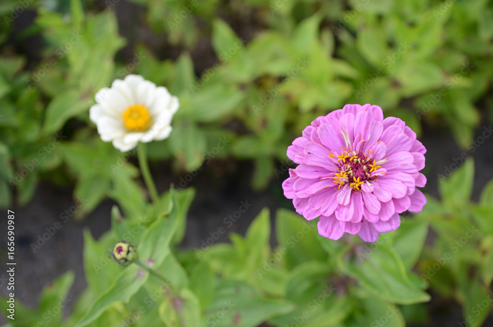 Obraz premium Beautiful flowers in the garden in summer