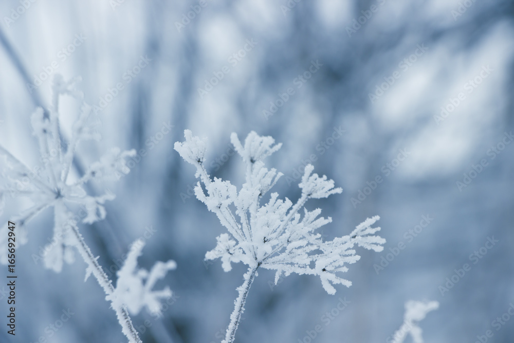 Plant in frost  , winter  nature background