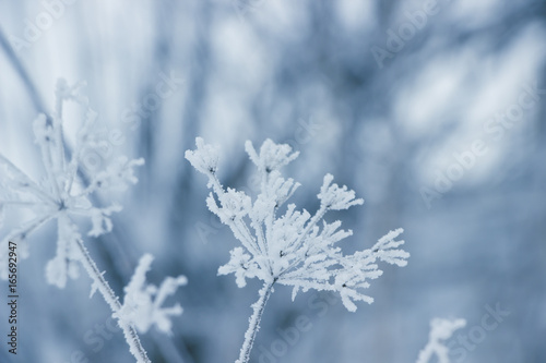 Plant in frost , winter nature background