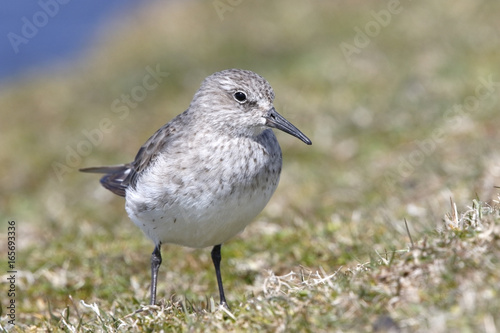 White-rumped Sandpiper (Calidris fuscicollis) adult in winter plumage standing on short vegetation, Sealion Island, Falkland Islands, November 2016