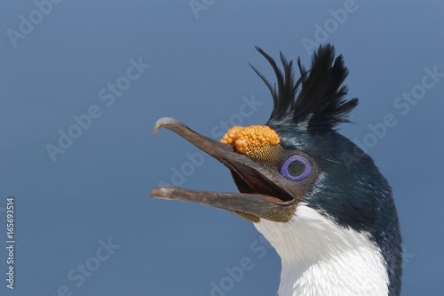Imperial Shag (Leucocarbo atriceps), close up of head of calling adult in breeding plumage in breeding colony, Sealion Island, Falkland Islands, November 2016