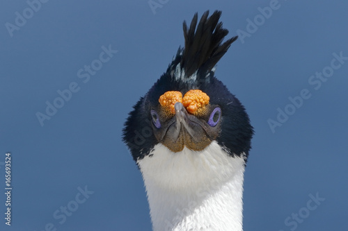 Imperial Shag (Leucocarbo atriceps), close up of head of adult in breeding plumage in breeding colony, Sealion Island, Falkland Islands, November 2016