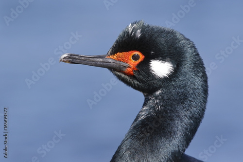 Rock Shag (Phalacrocorax magellanicus) close up of head of aadult oin breeding plumage, Pebble Island, Falkland Islands, November 2016
