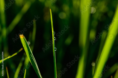 Close up morning dew on grass blades