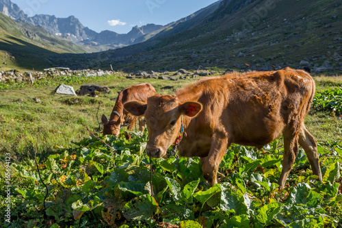 Brown cow on mountain pasture. Brown cow at a mountain pasture in summer. Cows on fresh green grass of a mountain village. photo