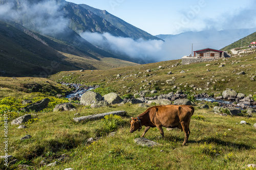 Brown cow on mountain pasture. Brown cow at a mountain pasture in summer. Cows on fresh green grass of a mountain village.