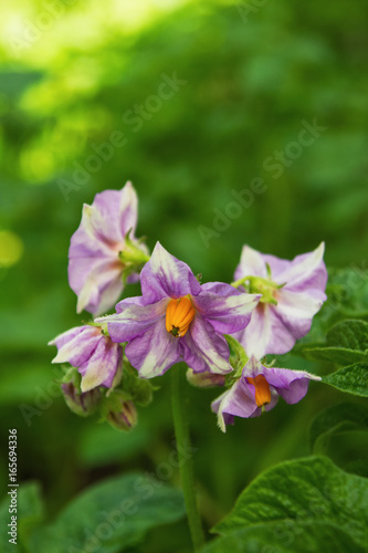 The light lilac flowers of potato on a green background in a sunny day. Russia, Siberia.