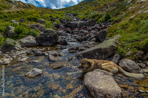 Landscape view of Kackar Mountains or simply Kackars  a dog at foreground in Turkish Kackar Daglari or Kackarlar located in Rize, Turkey. photo