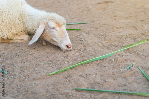 Boring sheep laying on the ground.