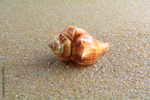 sea shell on the sand