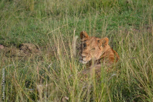 Lion in Maasai Mara  Kenya