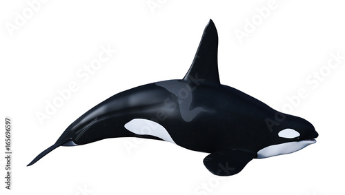 3D Rendering Orca Killer Whale on White © photosvac