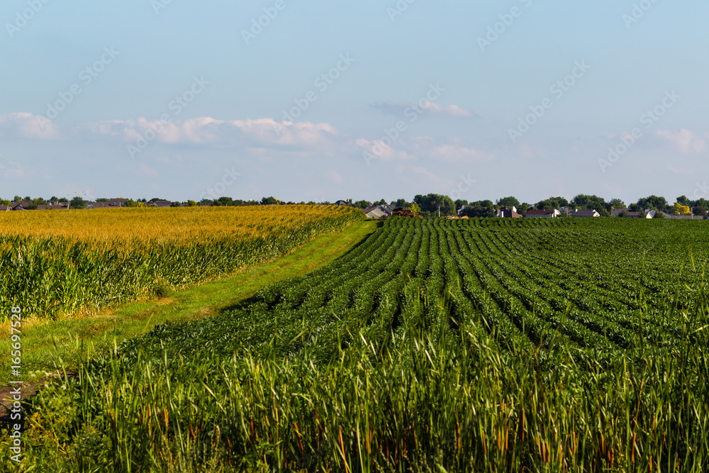 rows of corn and soybeans with a farm road in between rows of corn and soybeans with a farm road in between