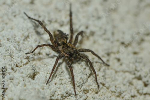 Jagdspinne sitzt an der Hauswand