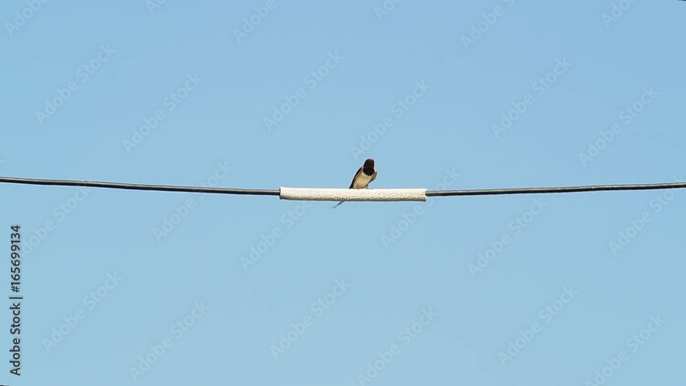 Swallow. Bird on wire. Swallow or Hirundo rustica