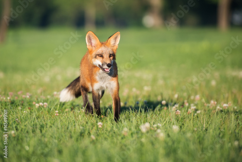 young fox walking on a field in summer © otsphoto