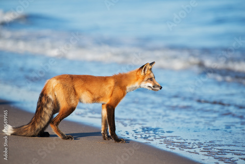 beautiful curious fox on the beach