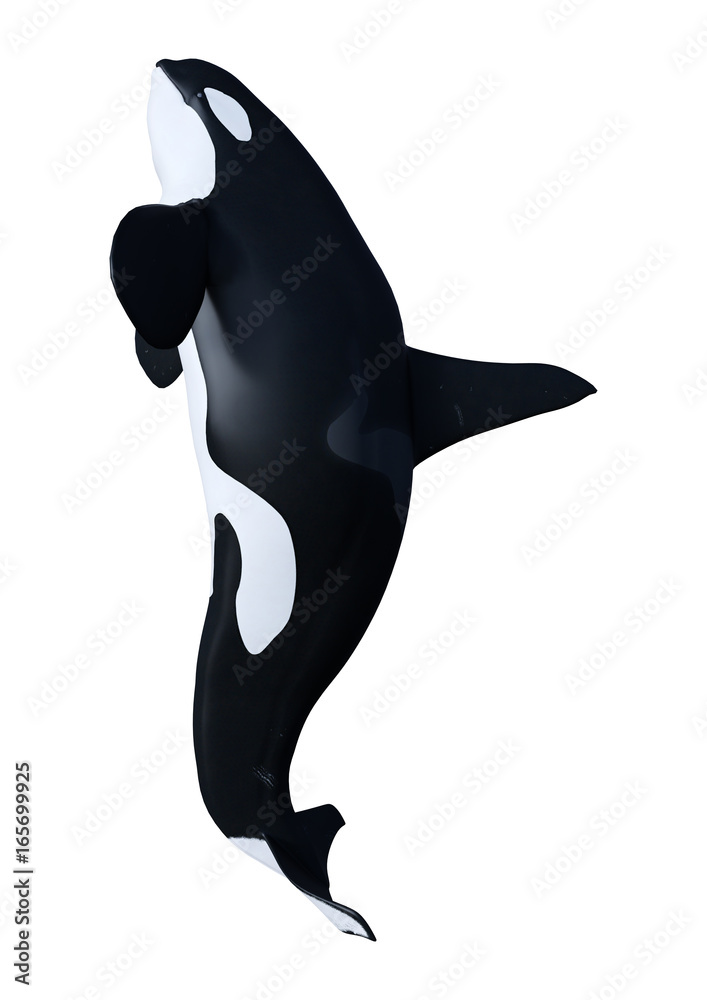 Obraz premium 3D Rendering Orca Killer Whale on White