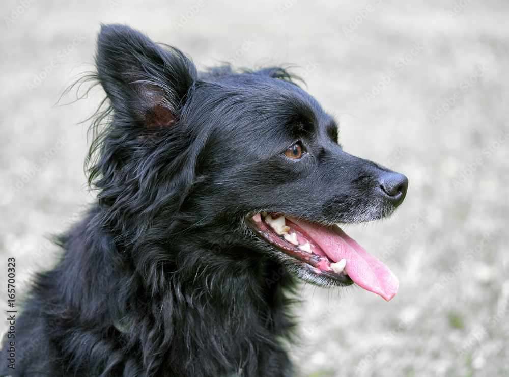 Black dog head portrait on grey background with copyspace