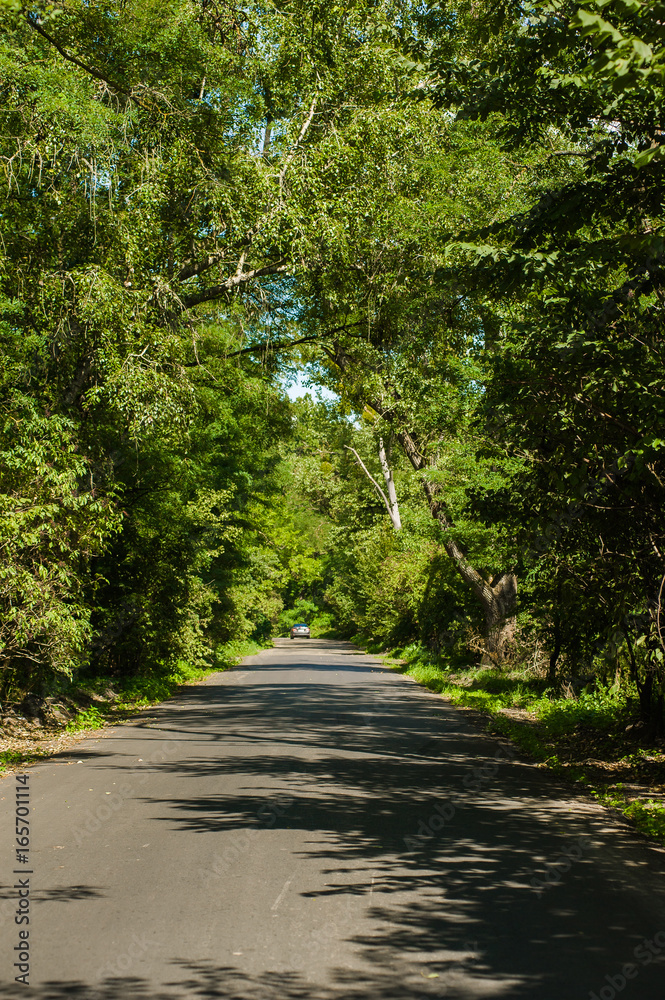 Fototapeta premium Road through the summer forest