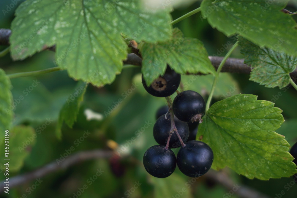 black currant black currant