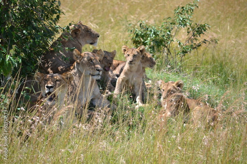Lion cubs and pride in Kenya