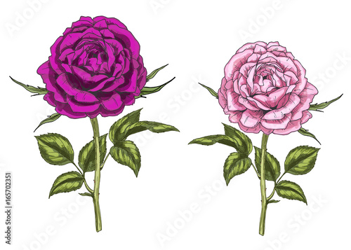 Two hand drawn pink and purple rose flowers isolated on white background. Botanical vector illustration