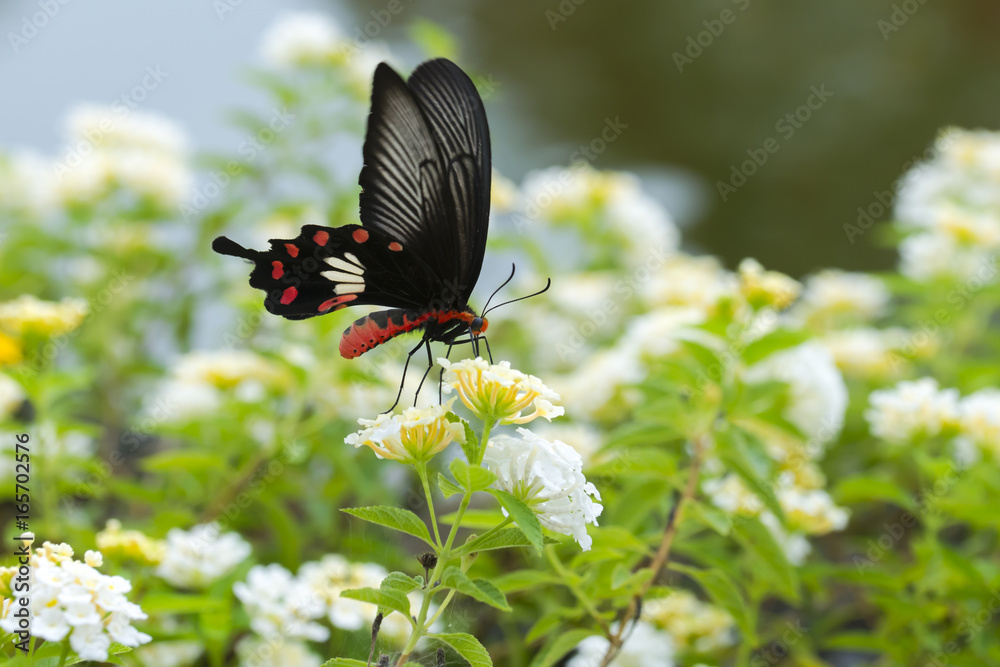 Fototapeta premium Red butterfly with Hedge flowers. Beautiful nature.