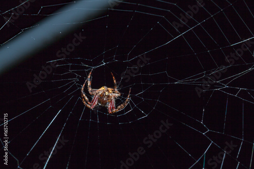 Spider with insect © Mckyartstudio