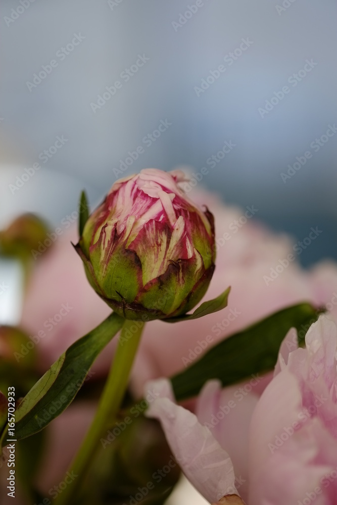 Pivoine Pivoine