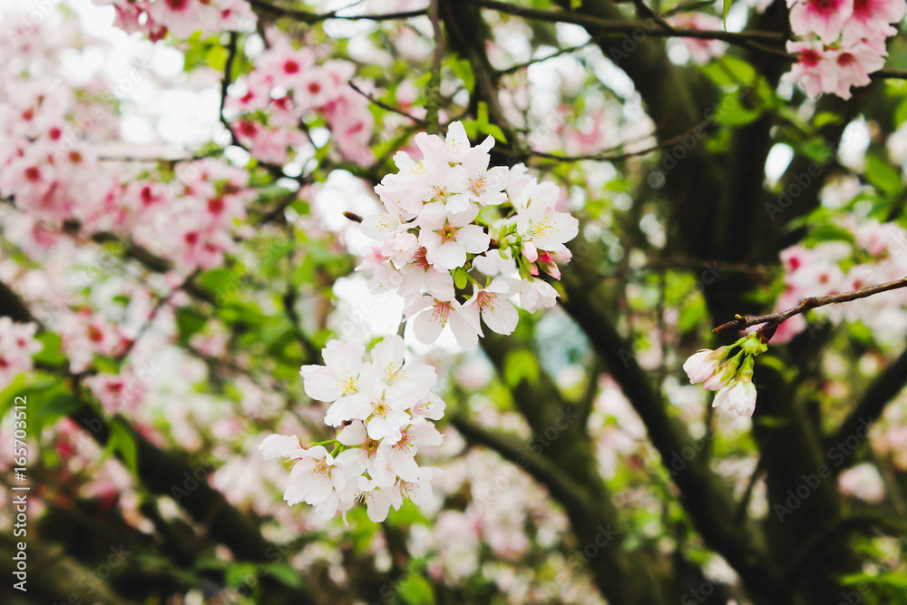 Branch of Blossom pink sakura tree in the Tianyuan Temple,Taiwan