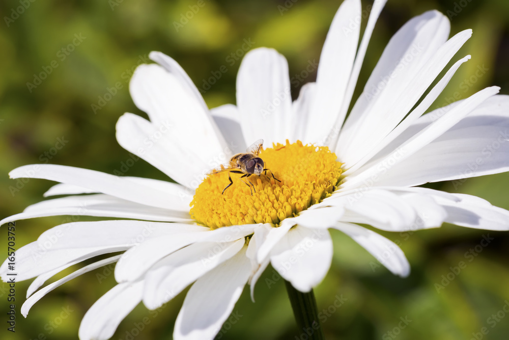 Bee sitting on camomile. Bee sitting on camomile.