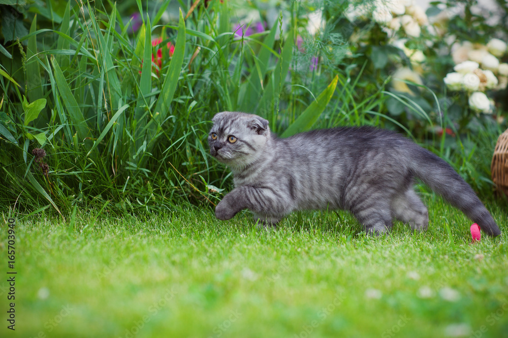 Gray kitten plays in nature