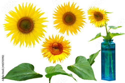 Fototapeta Naklejka Na Ścianę i Meble -  XXXL Sunflower free objects elements cutout Freisteller freigestellt gelbe Blüte grüne Blätter blaue Vase