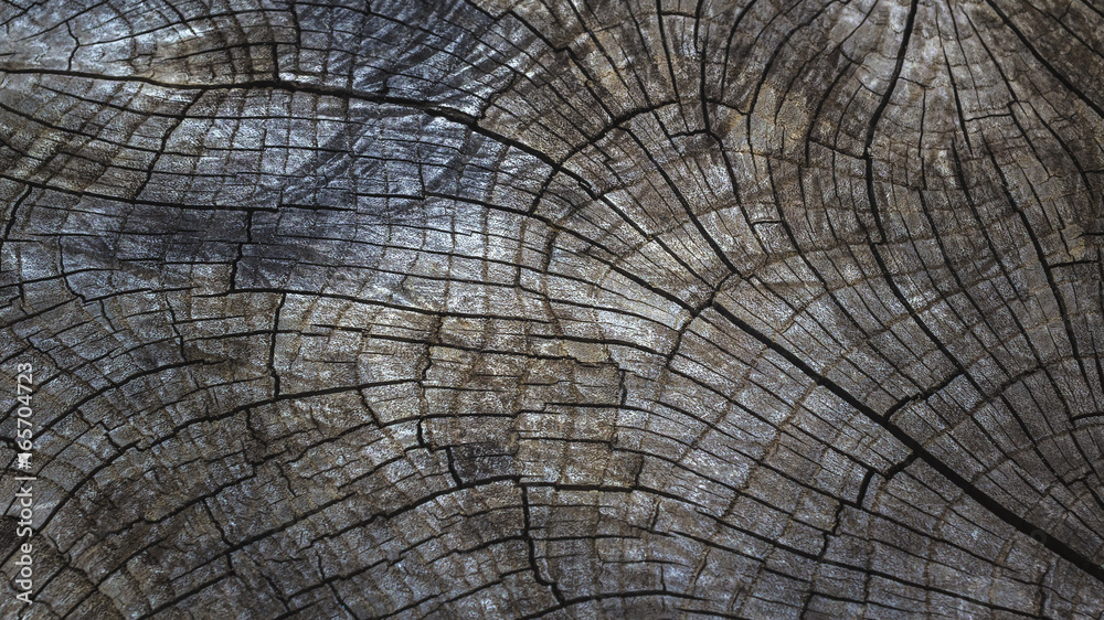 Fototapeta premium Deep cracks of tree for abstract background.