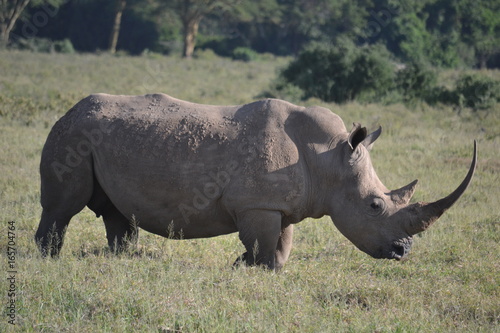 Rhino in Lake Nakuru  Kenya