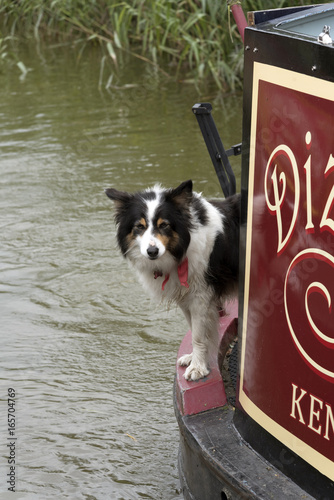 Fotografie A young dog on the stern of a narrowboat on the Kennet & Avon Canal in Berkshire