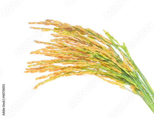 ear of paddy, ears of Thai jasmine rice isolated on white background