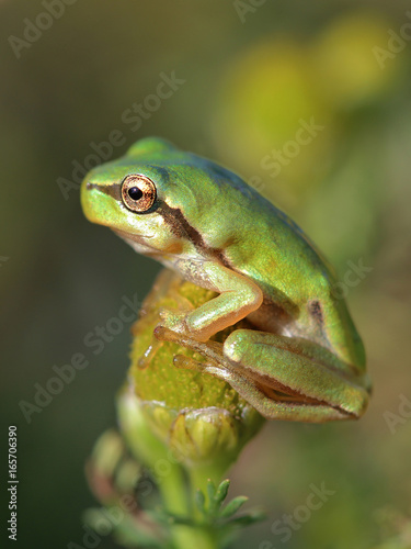 Small tree frog (Hyla arborea) is sitting on flower