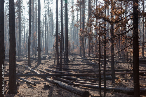 Pine Trees in Forest Fire