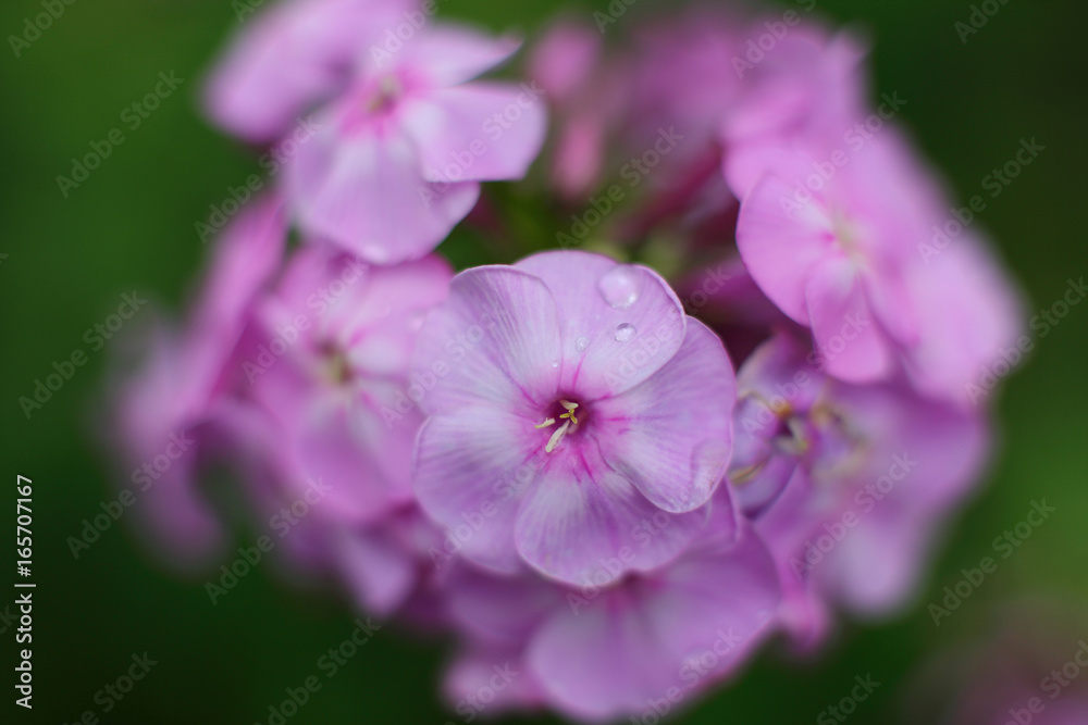 Pink phlox flowers in the garden Pink phlox flowers in the garden