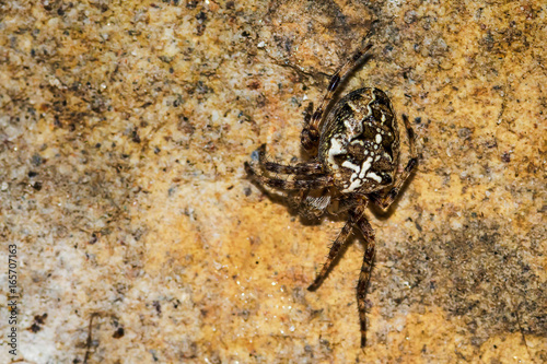 Brown small spider on the wall