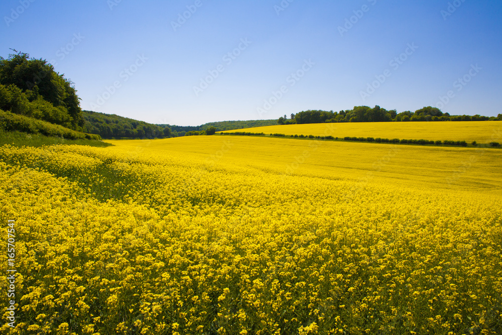 Rapeseed field,West Sussex, England