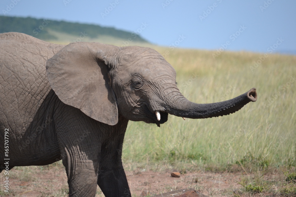 Baby elephant in Maasai Mara, Kenya